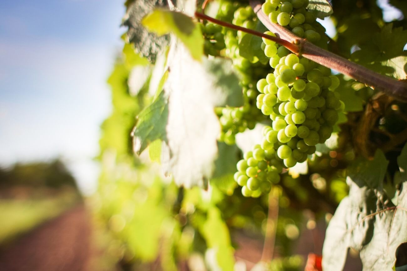 Wine grapes in a sunlit vineyard