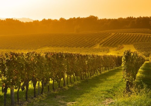 el dorado county vineyard