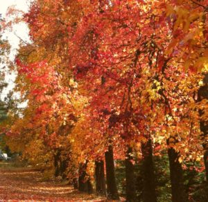 Where to find fall colors around El Dorado County - Visit El Dorado