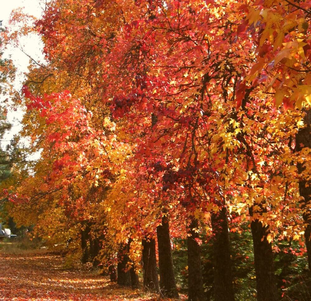 Fall colors in Apple Hill, El Dorado County