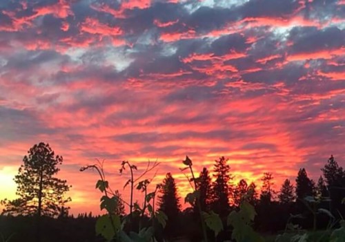 el dorado county vineyard sunset