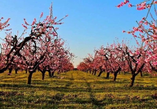 el dorado county blossoming apple trees