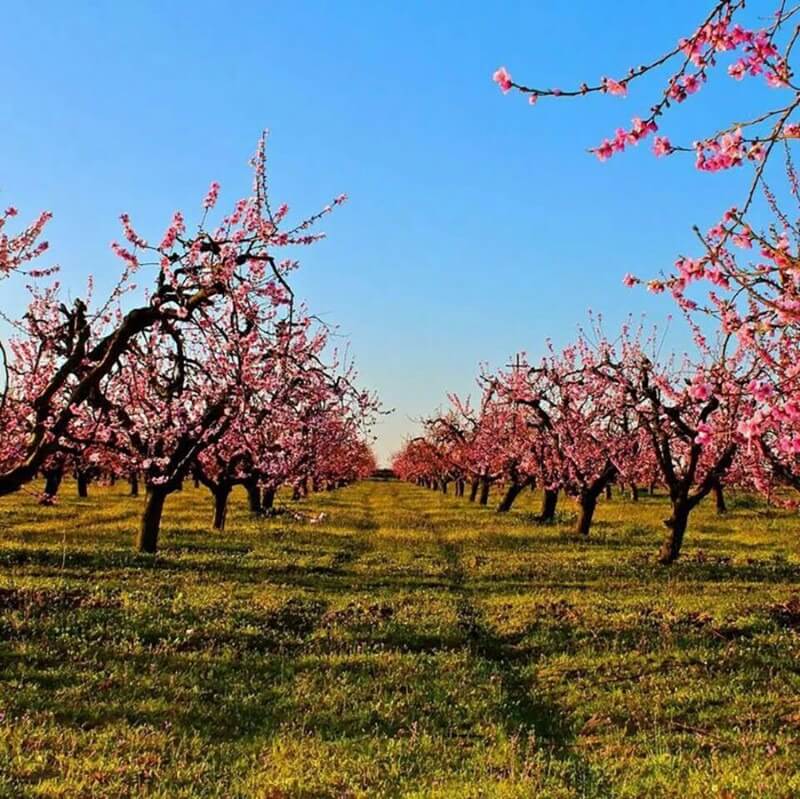 el dorado county blossoming apple trees