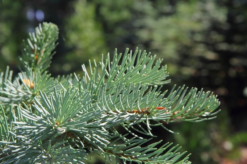el dorado county pine tree
