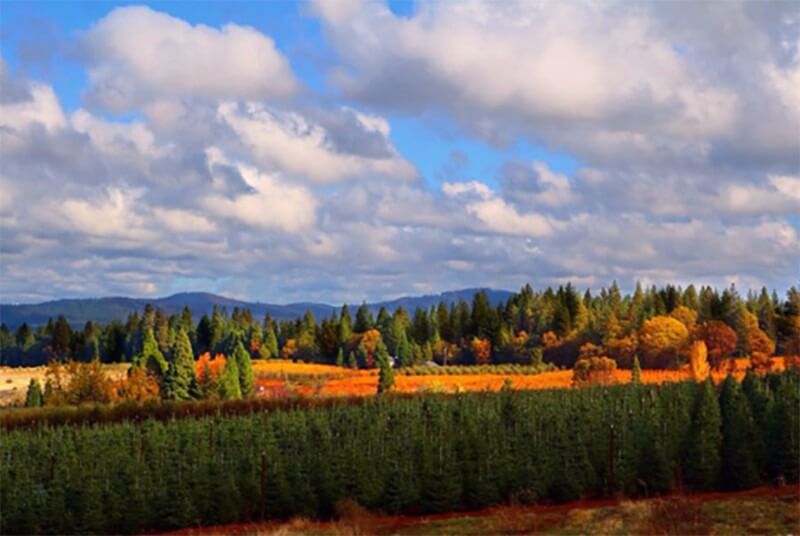 el dorado county tree farm