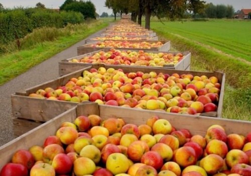 el dorado county apples