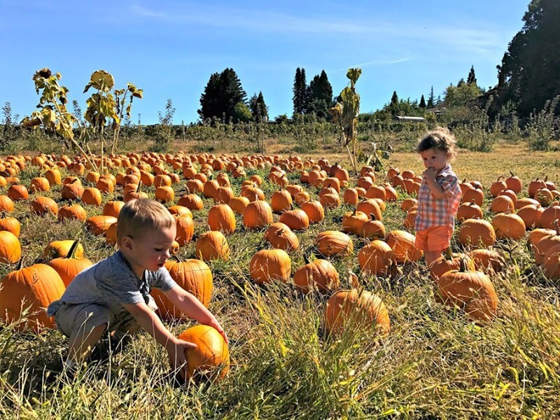 el dorado county pumpkin picking