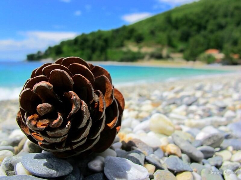 el dorado county pine cone on the beach