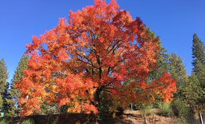 el dorado county oak tree red leaves