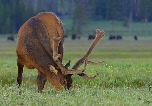 el dorado county grazing elk