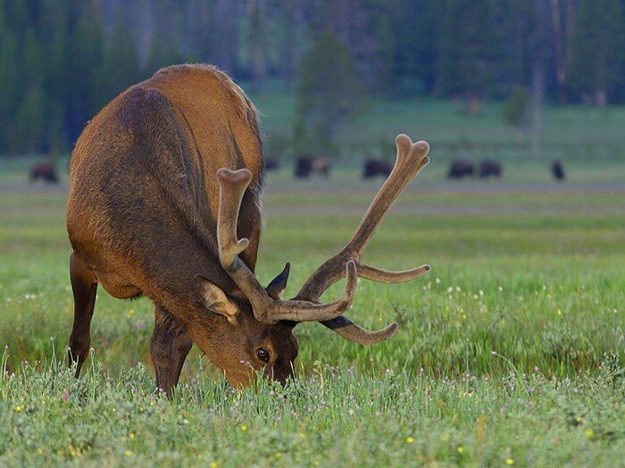 el dorado county grazing elk