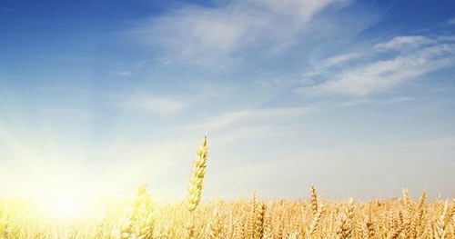 el dorado county field of wheat