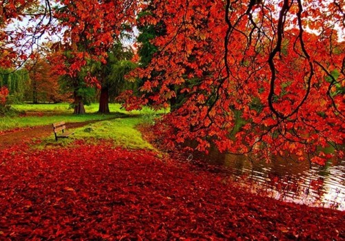 el dorado county fall foliage in park