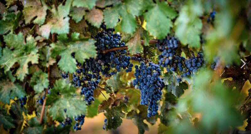 el dorado county grapes on a vine
