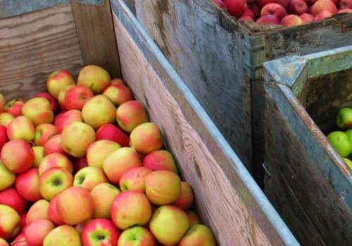 Apple Hill apples Photo: Jill Nauman