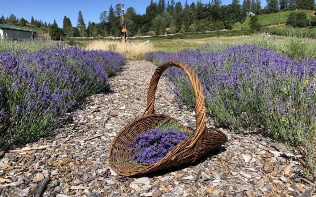 Lavender Blue Festival graphic | Lavender-Basket-El Dorado County