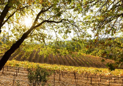california-el-dorado-county-boeger-vineyard