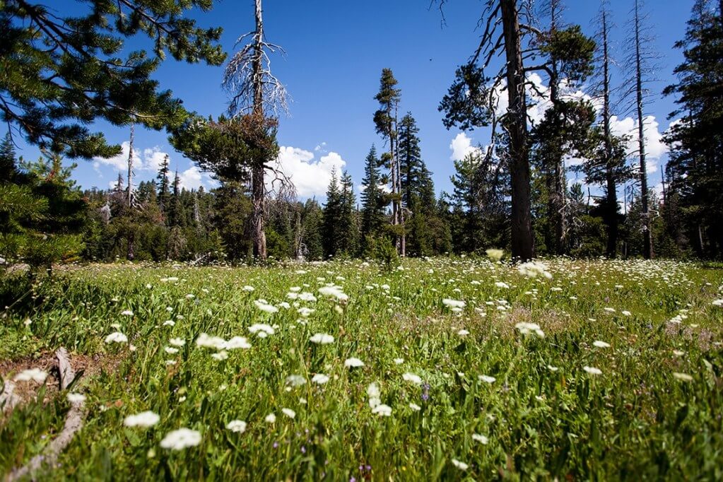 Best places for wildflower spotting in El Dorado County | Reverie Retreat