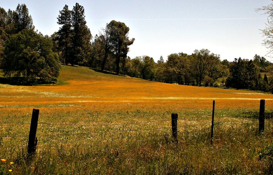 Best places for wildflower spotting in El Dorado County | Pleasant Valley