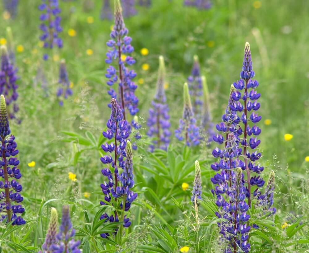 Lupine meadow | Best places for wildflower spotting in El Dorado County