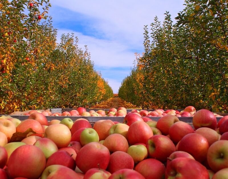 el dorado county apple orchard