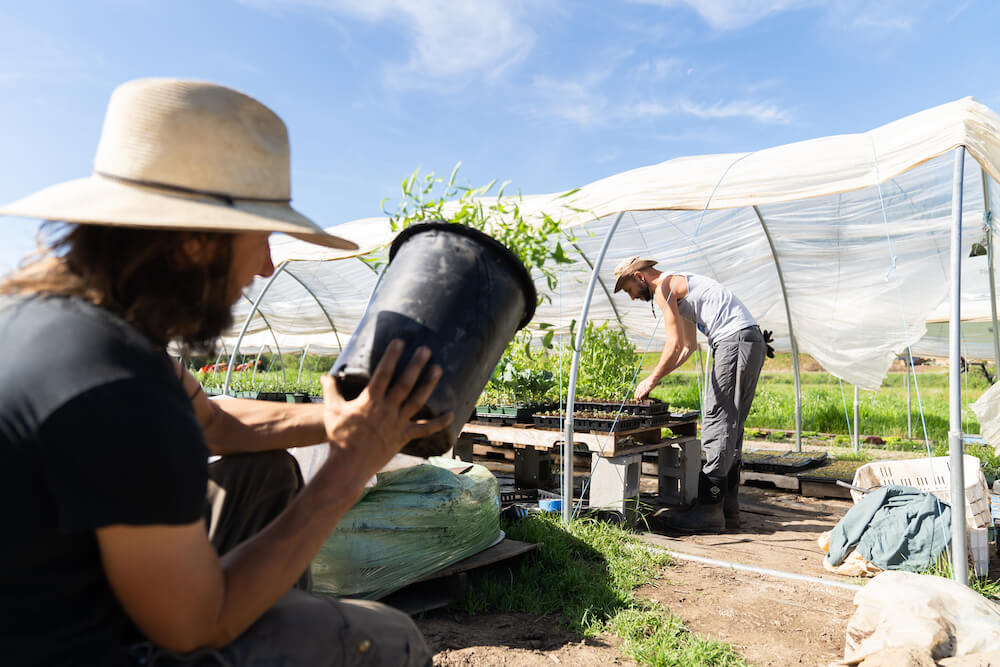 working the fields of 24 Carrot Farms, El Dorado County