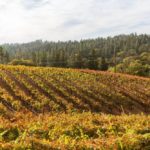 california-el-dorado-county-boeger-vineyard (9)