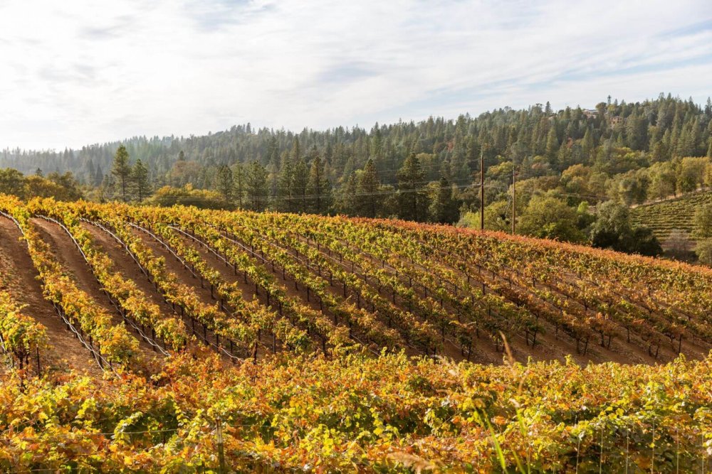 california-el-dorado-county-boeger-vineyard (9)