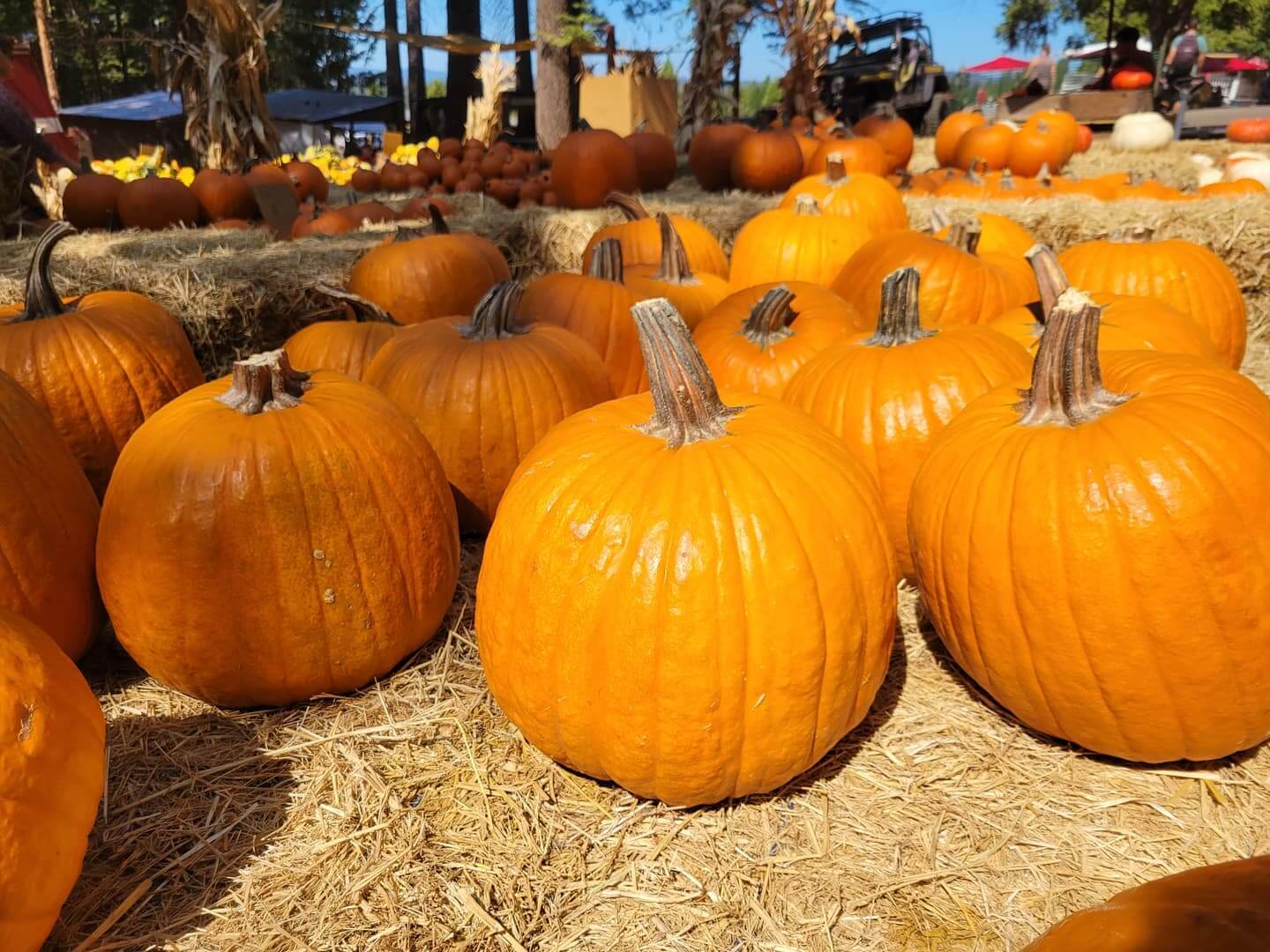 4 Reasons to Visit an Apple Hill™ Pumpkin Patch This Fall Visit El Dorado