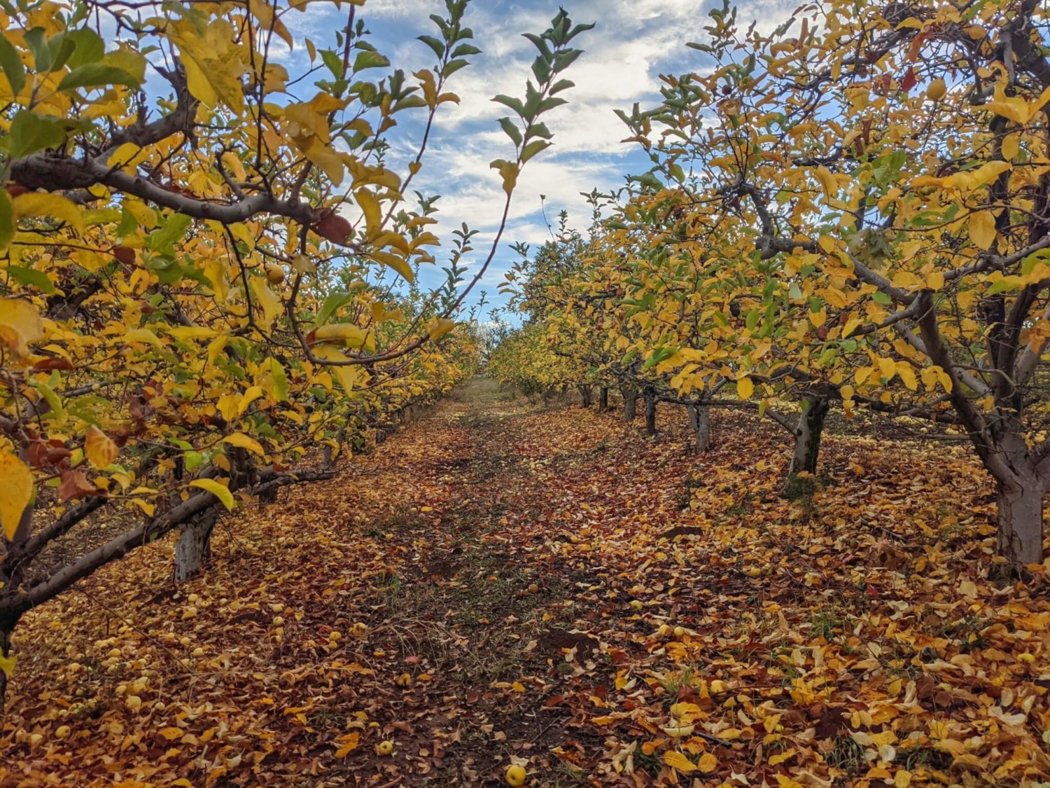 Ponderosa Ridge Orchards, Camino, El Dorado County