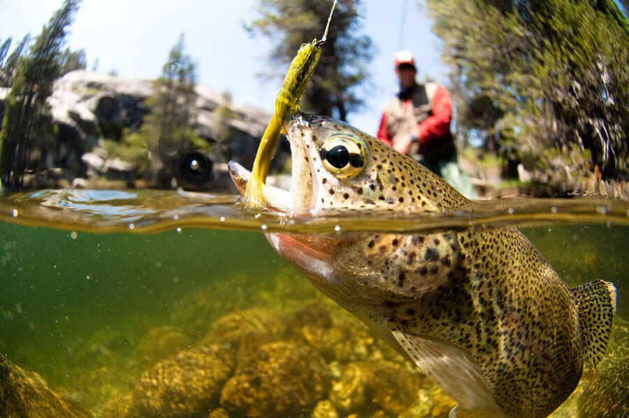 TROUT FISHING】NABUCRA F ♯Luminous Pink （Naburaya）2024.3.15