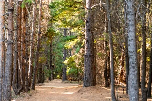 madrone tree hill